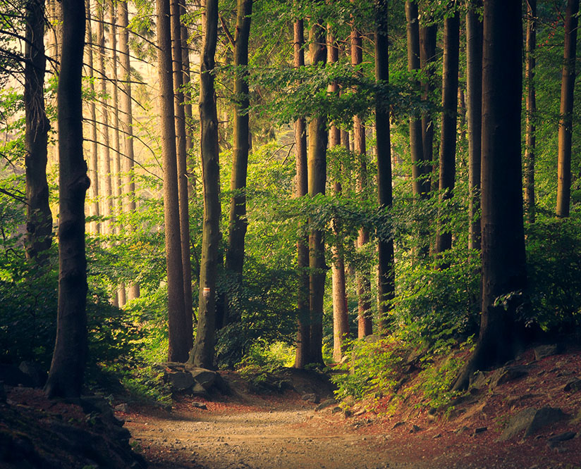 Site Web Lille et la protection de l'environnement - protégeons nos forêts !